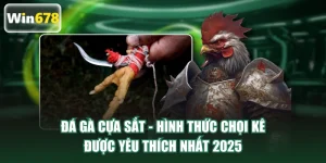 đá gà cựa sắt