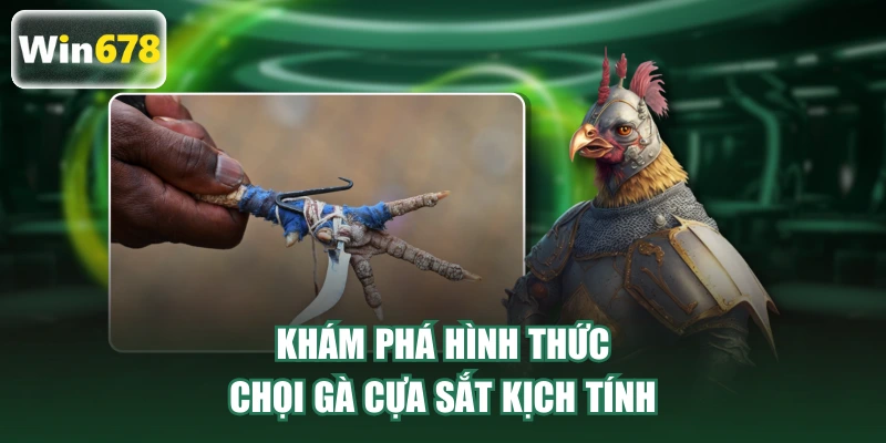 Khám phá hình thức chọi gà cựa sắt kịch tính