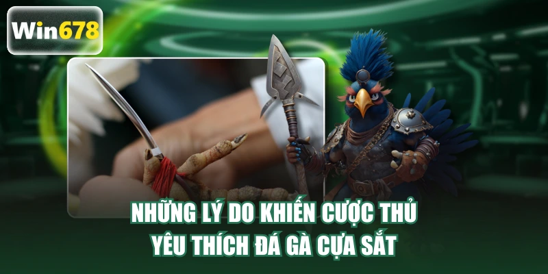 Những lý do khiến cược thủ yêu thích đá gà cựa sắt