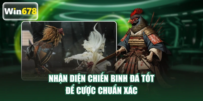 Nhận diện chiến binh đá tốt để cược chuẩn xác
