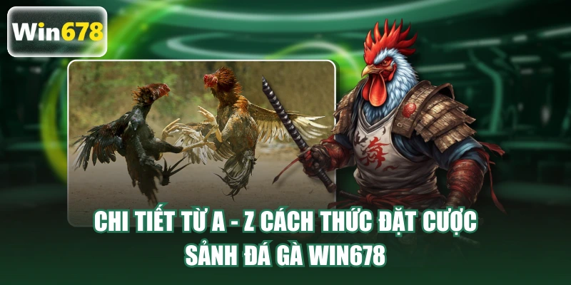 Chi tiết từ A - Z cách thức đặt cược sảnh đá gà WIN678