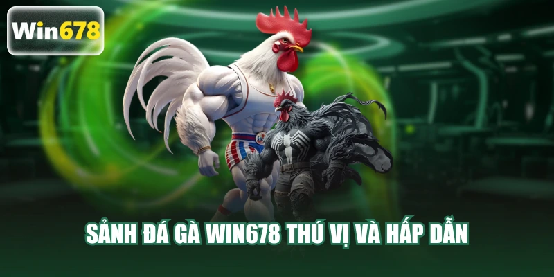 Sảnh đá gà WIN678 thú vị và hấp dẫn